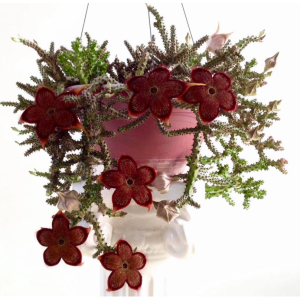 Mother's Day Gifts | Personalised Mug With Succulents